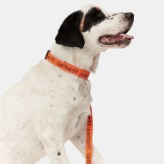 画像2: CARHARTT WIP  SCRIPT DOG LEASH & COLLAR (Carhartt Orange / Black) (2)