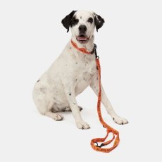 画像3: CARHARTT WIP  SCRIPT DOG LEASH & COLLAR (Carhartt Orange / Black) (3)