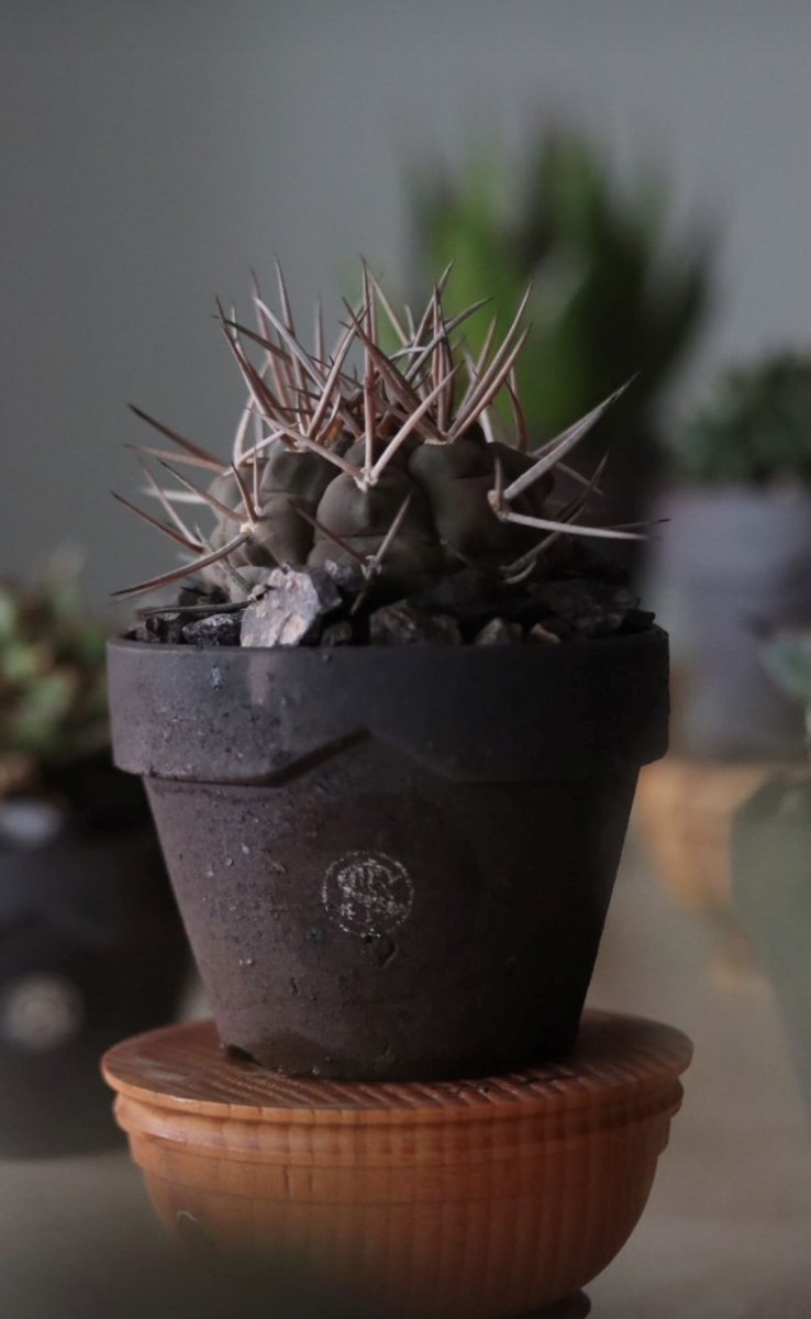 画像7: MASSES  MASSES×YAMABACHI takero pot (7)