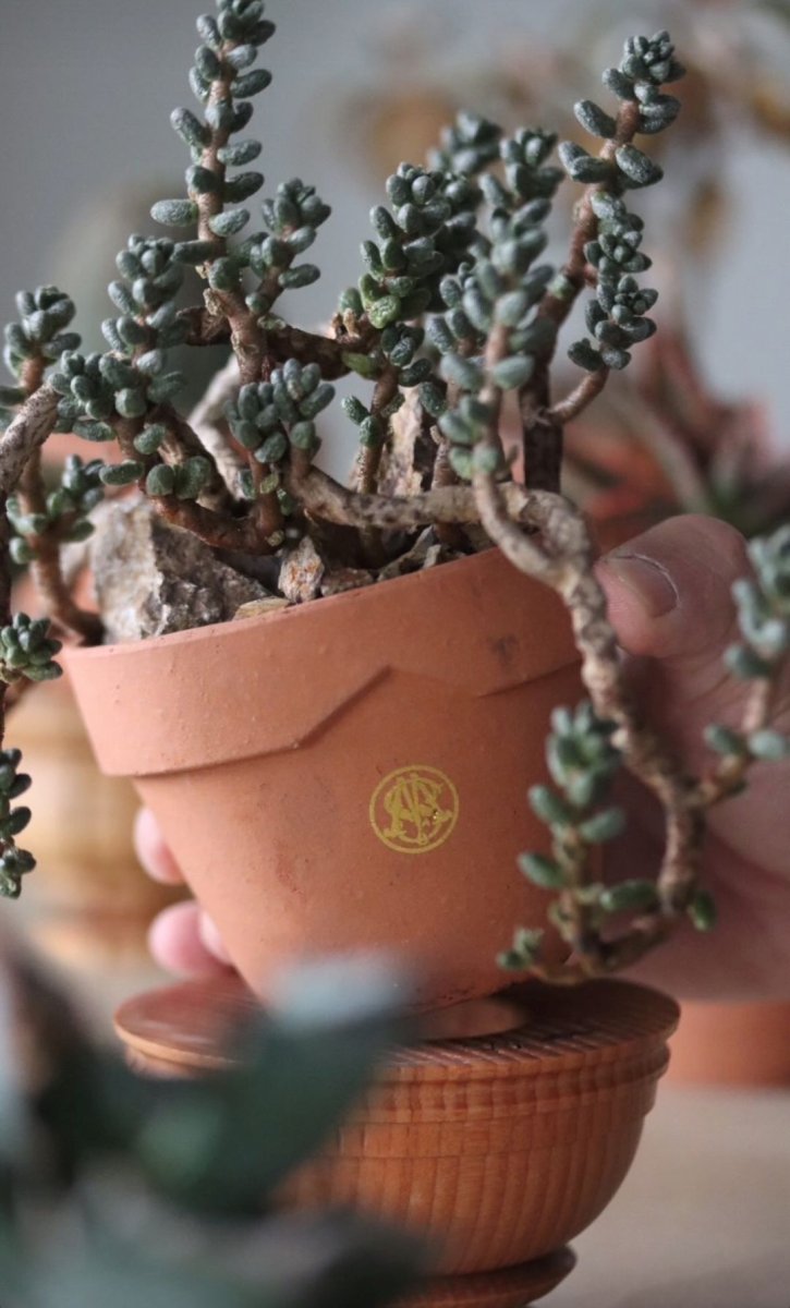 画像7: MASSES  MASSES×YAMABACHI terracotta (7)