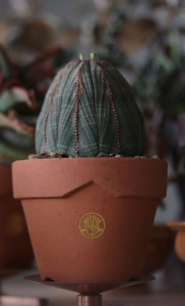 画像6: MASSES  MASSES×YAMABACHI terracotta (6)