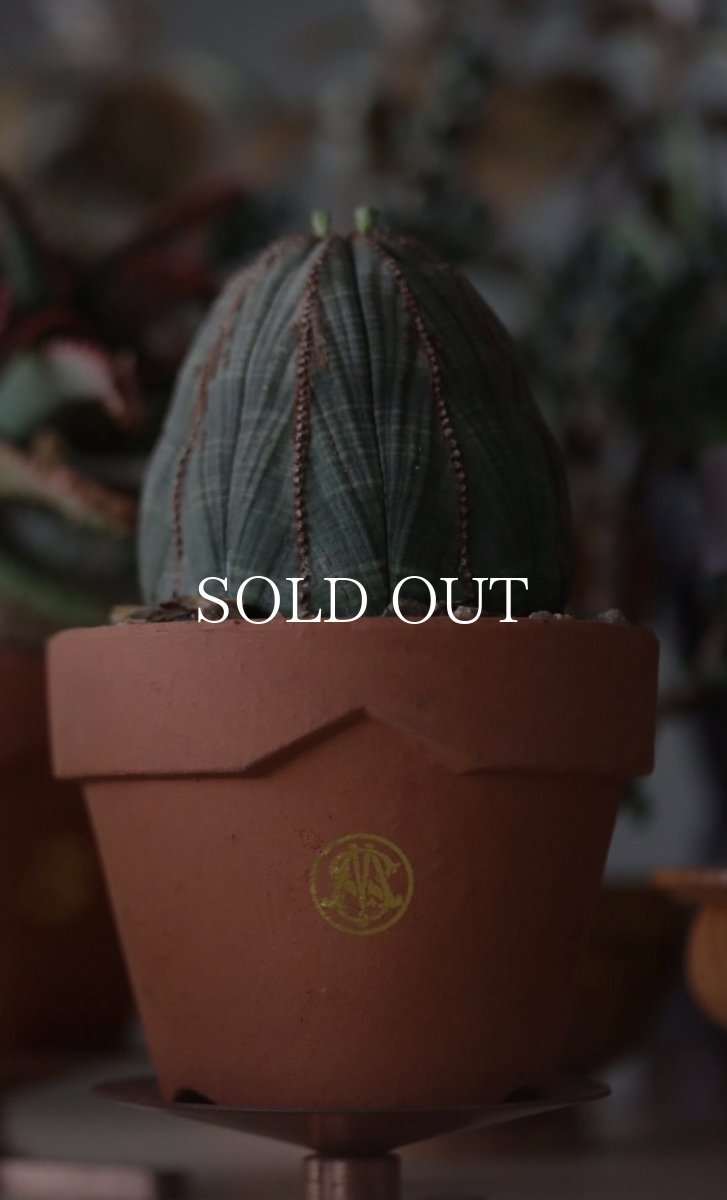 画像6: MASSES  MASSES×YAMABACHI terracotta (6)