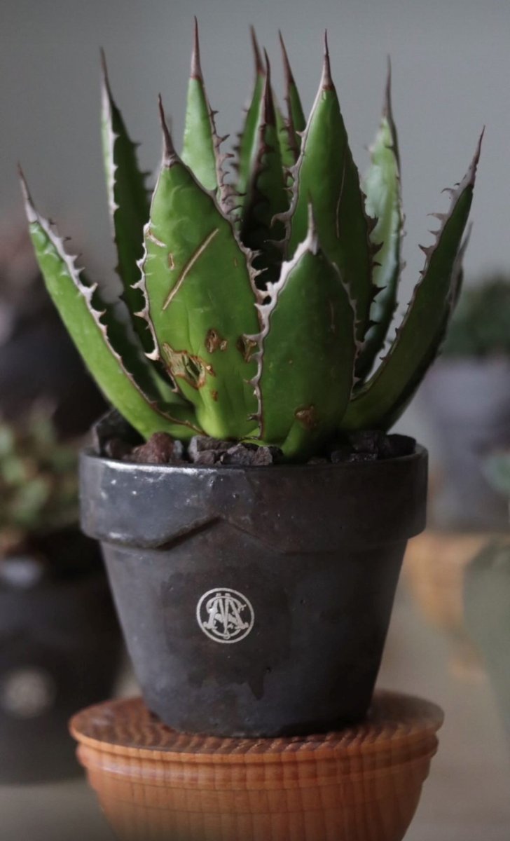 画像6: MASSES  MASSES×YAMABACHI takero pot (6)