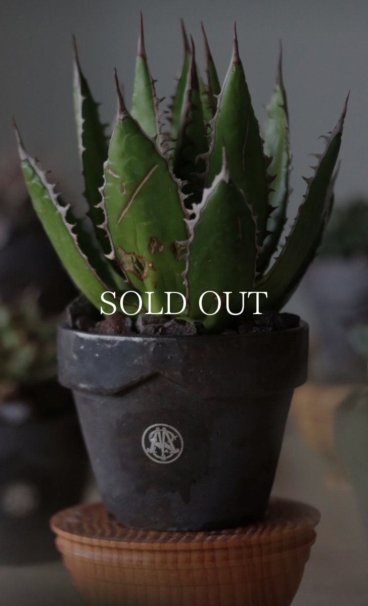 画像6: MASSES  MASSES×YAMABACHI takero pot (6)